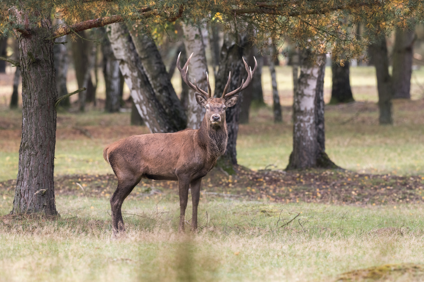 Rothirsch (Cervus elaphus)