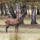 Rothirsch (Cervus elaphus)