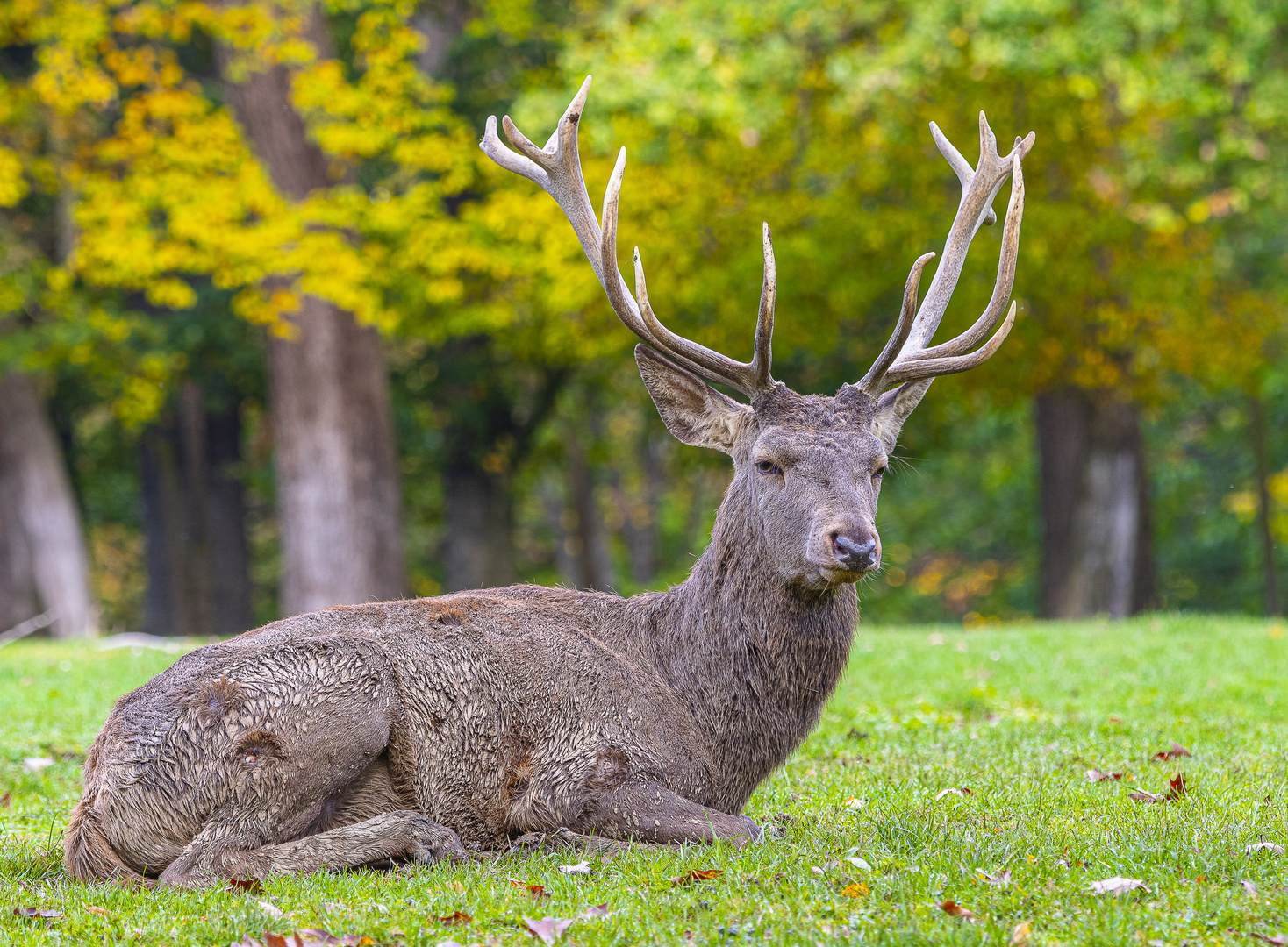 Rothirsch (Cervus elaphus)