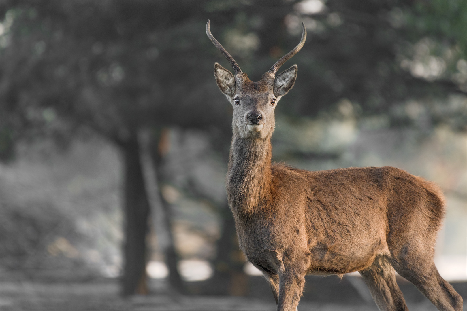 Rothirsch (Cervus elaphus)