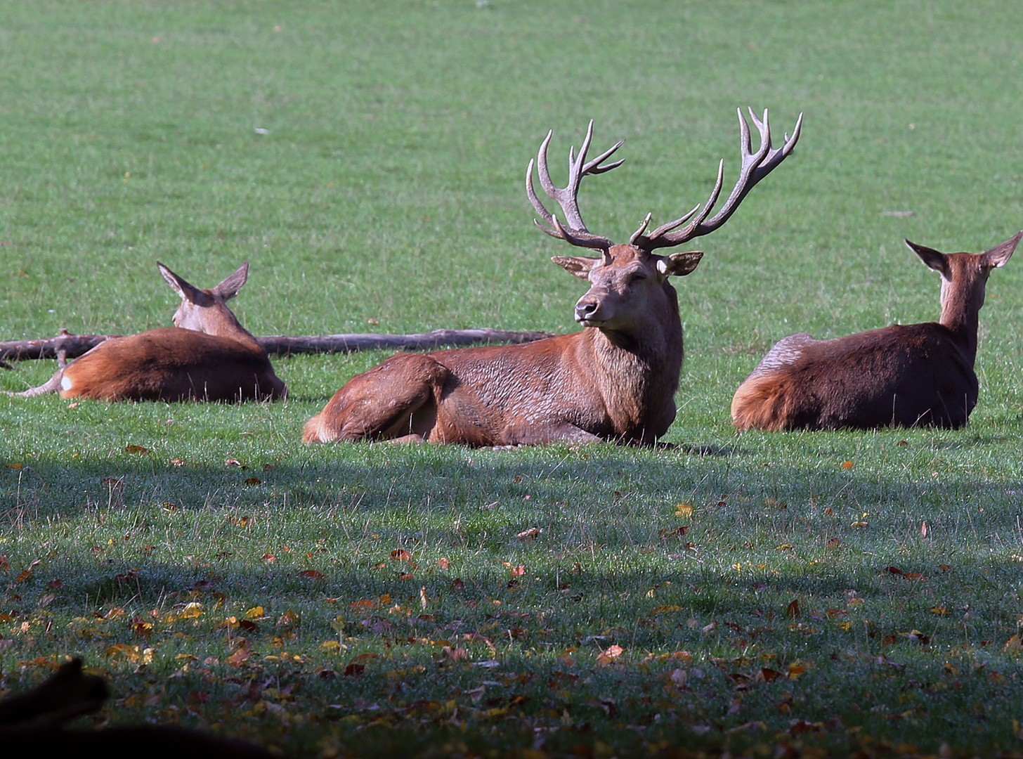 Rothirsch (Cervus elaphus)