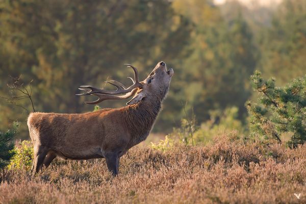 Rothirsch (Cervus elaphus), Hirschbrunft ....