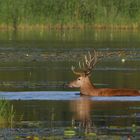 Rothirsch (Cervus elaphus) im Wasser 