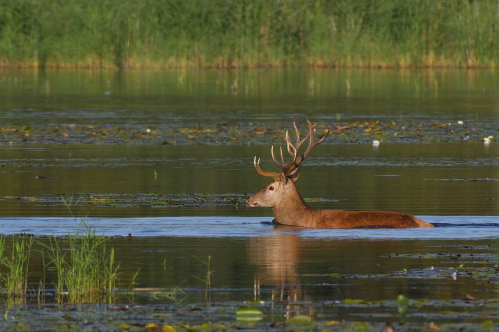 Rothirsch (Cervus elaphus) im Wasser 