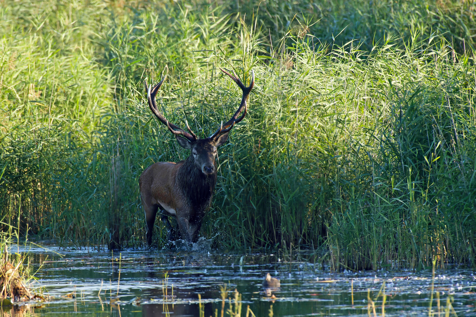 Rothirsch (Cervus elaphus) im Wasser