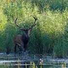 Rothirsch (Cervus elaphus) im Wasser