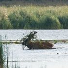 Rothirsch (Cervus elaphus) im Wasser