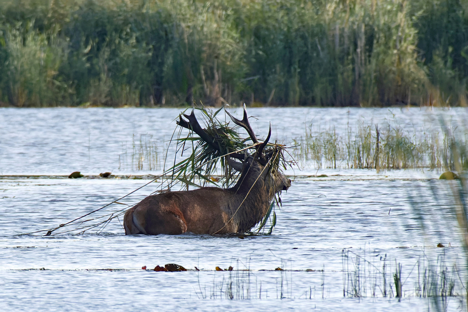 Rothirsch (Cervus elaphus) im Wasser - mit Tarnung - 