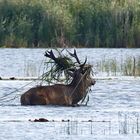 Rothirsch (Cervus elaphus) im Wasser - mit Tarnung - 