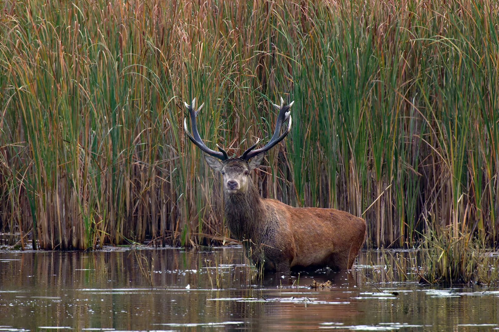 Rothirsch (Cervus elaphus) , imposant