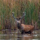 Rothirsch (Cervus elaphus) , imposant