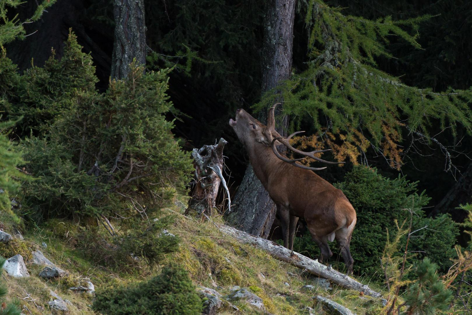 Rothirsch (Cervus elaphus), noch ein letztes Mal, dann war er weg