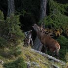 Rothirsch (Cervus elaphus), noch ein letztes Mal, dann war er weg