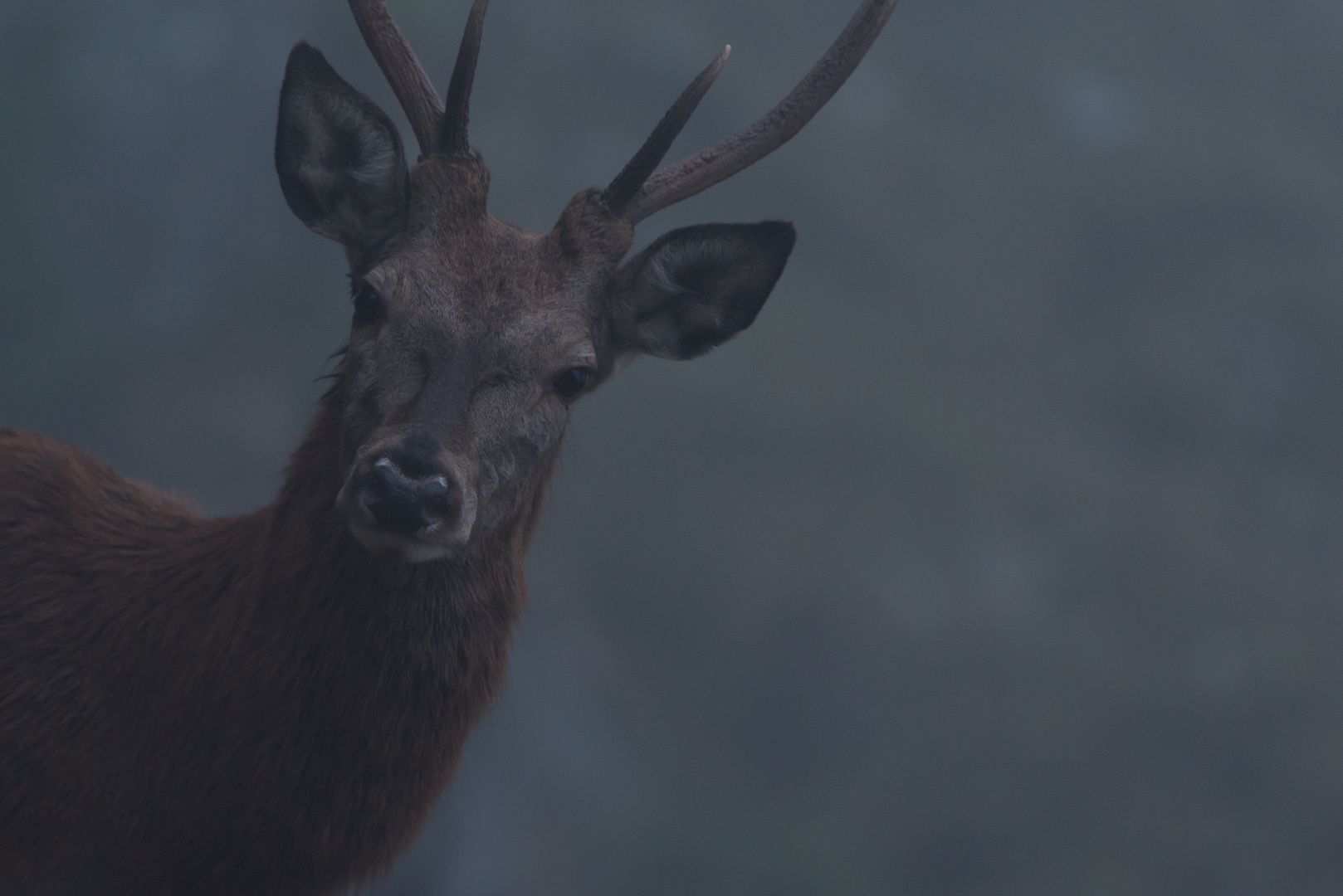 Rothirsch (Cervus elaphus); Portrait eines jungen Stiers