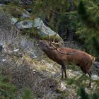 Rothirsch (Cervus elaphus), röhrender Stier