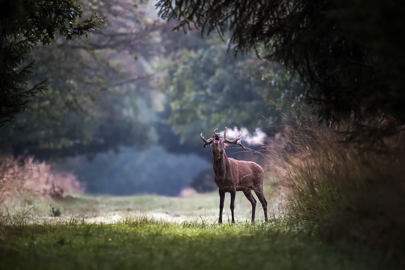 Rothirsch (Cervus)elaphus)-vor Sonnenaufgang