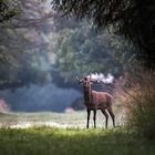 Rothirsch (Cervus)elaphus)-vor Sonnenaufgang