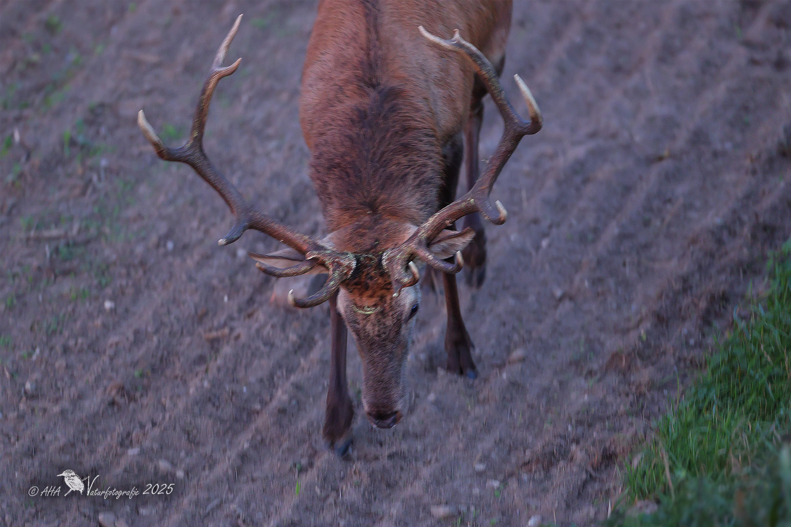 Rothirsch direkt unter meinem Hochsitz