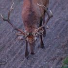 Rothirsch direkt unter meinem Hochsitz