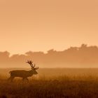 Rothirsch durchstreift die Landschaft