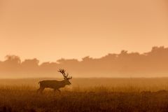 Rothirsch durchstreift die Landschaft