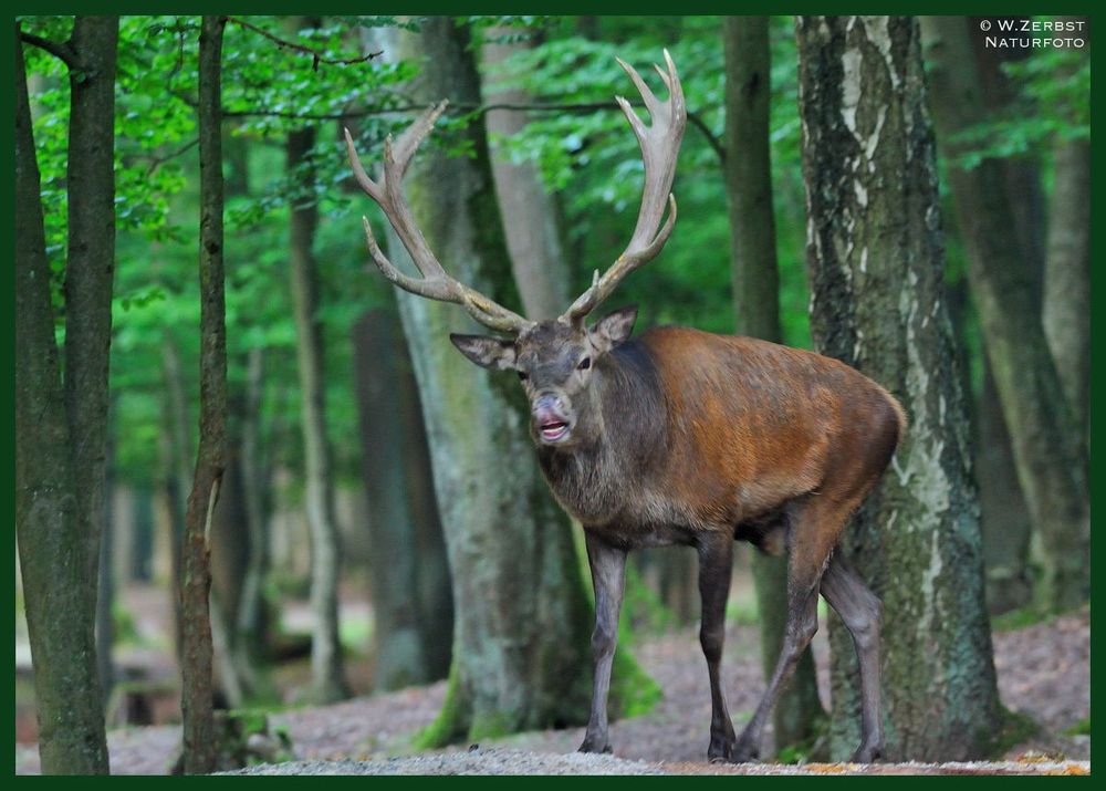 - Rothirsch flemend 3 - ( Cervus elaphus )