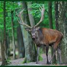 - Rothirsch flemend 3 - ( Cervus elaphus )