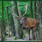 - Rothirsch flemend 3 - ( Cervus elaphus )