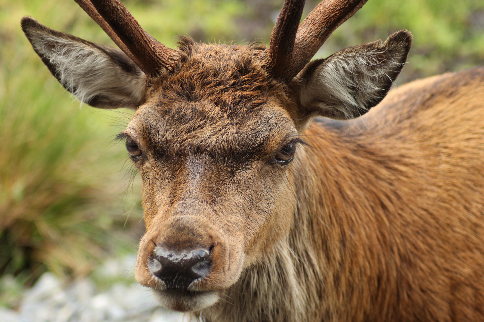 Rothirsch Galloway Forest - Schottland