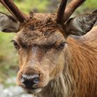 Rothirsch Galloway Forest - Schottland