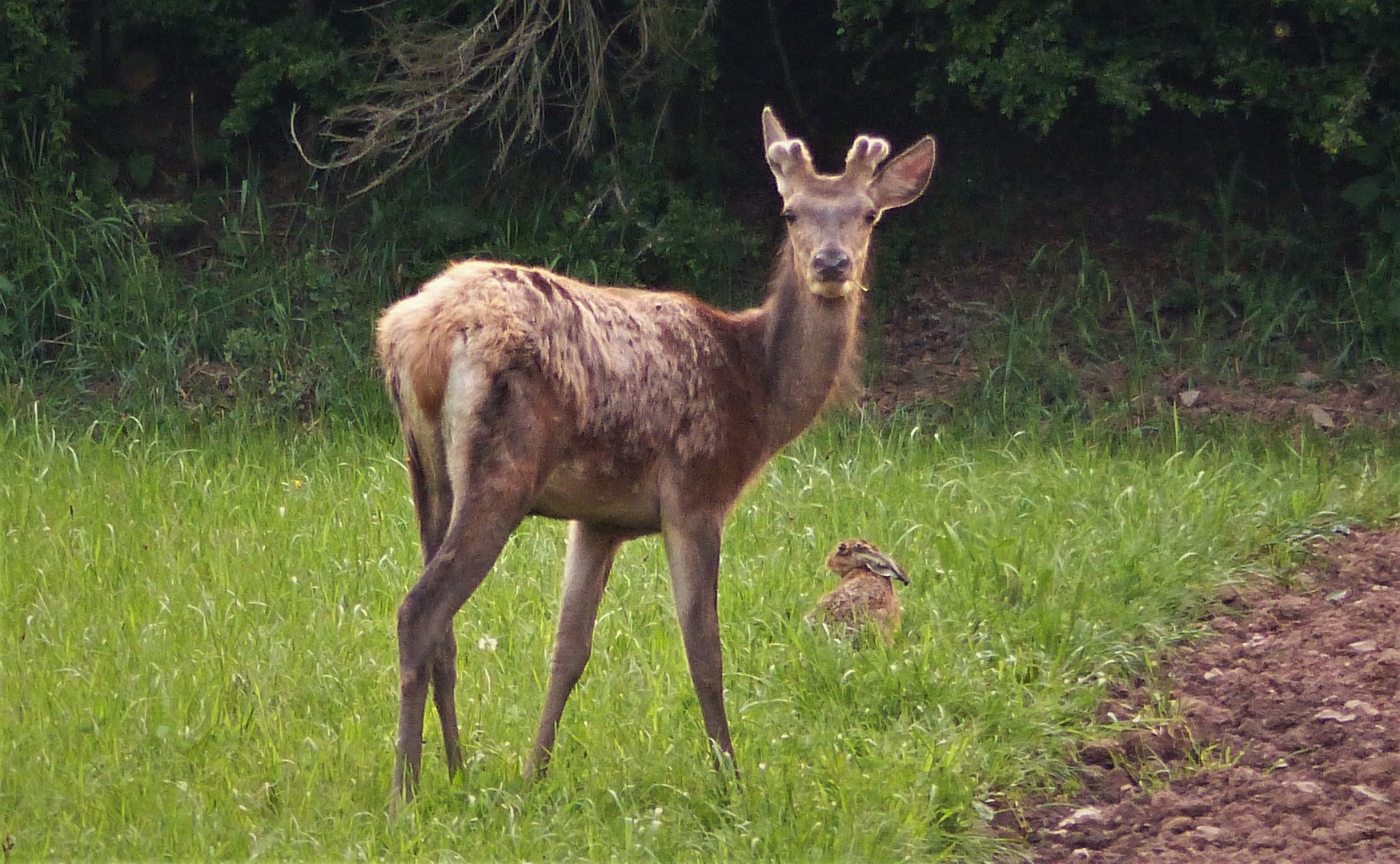 Rothirsch & Hase (25. Mai 2019)