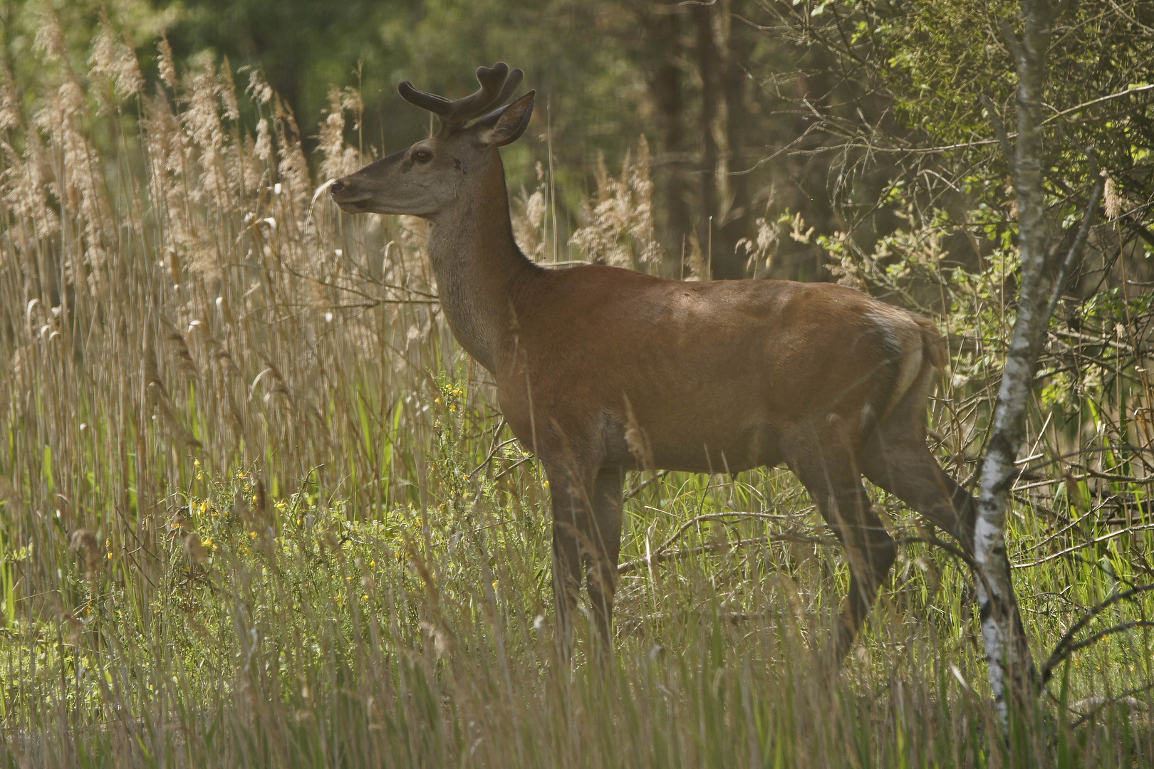 Rothirsch im Bast (Cervus elaphus)