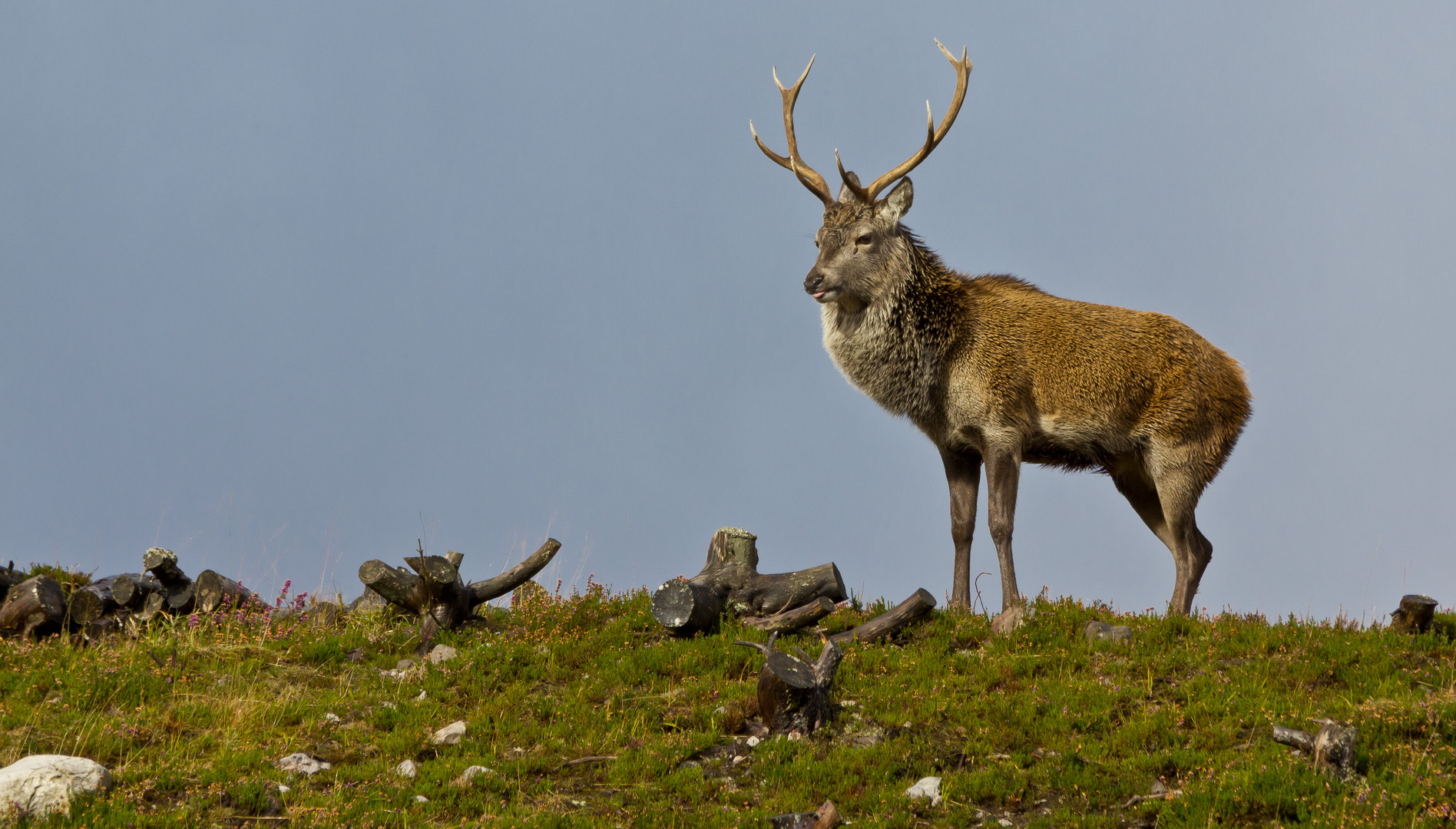 Rothirsch im Beinn Eighe Naturreservat (Schottland)