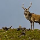 Rothirsch im Beinn Eighe Naturreservat (Schottland)