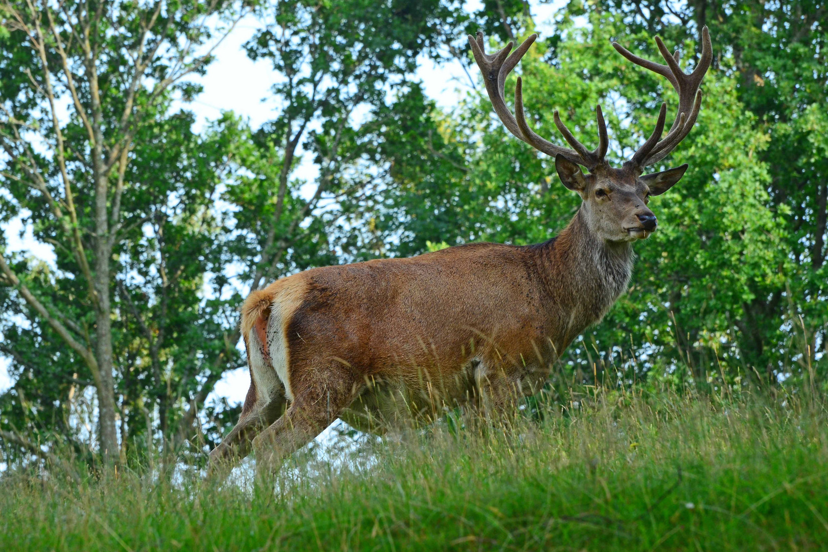 Rothirsch im Damwildgehege