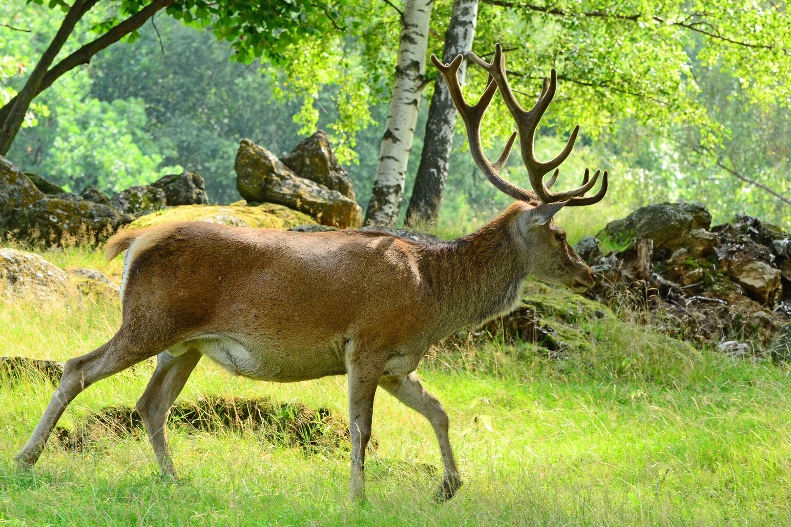 Rothirsch im Damwildgehege II