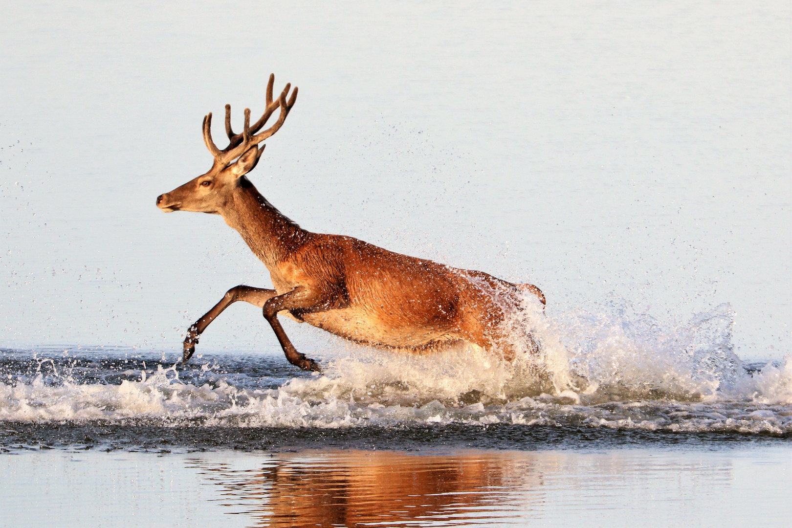 Rothirsch im Flachwasser