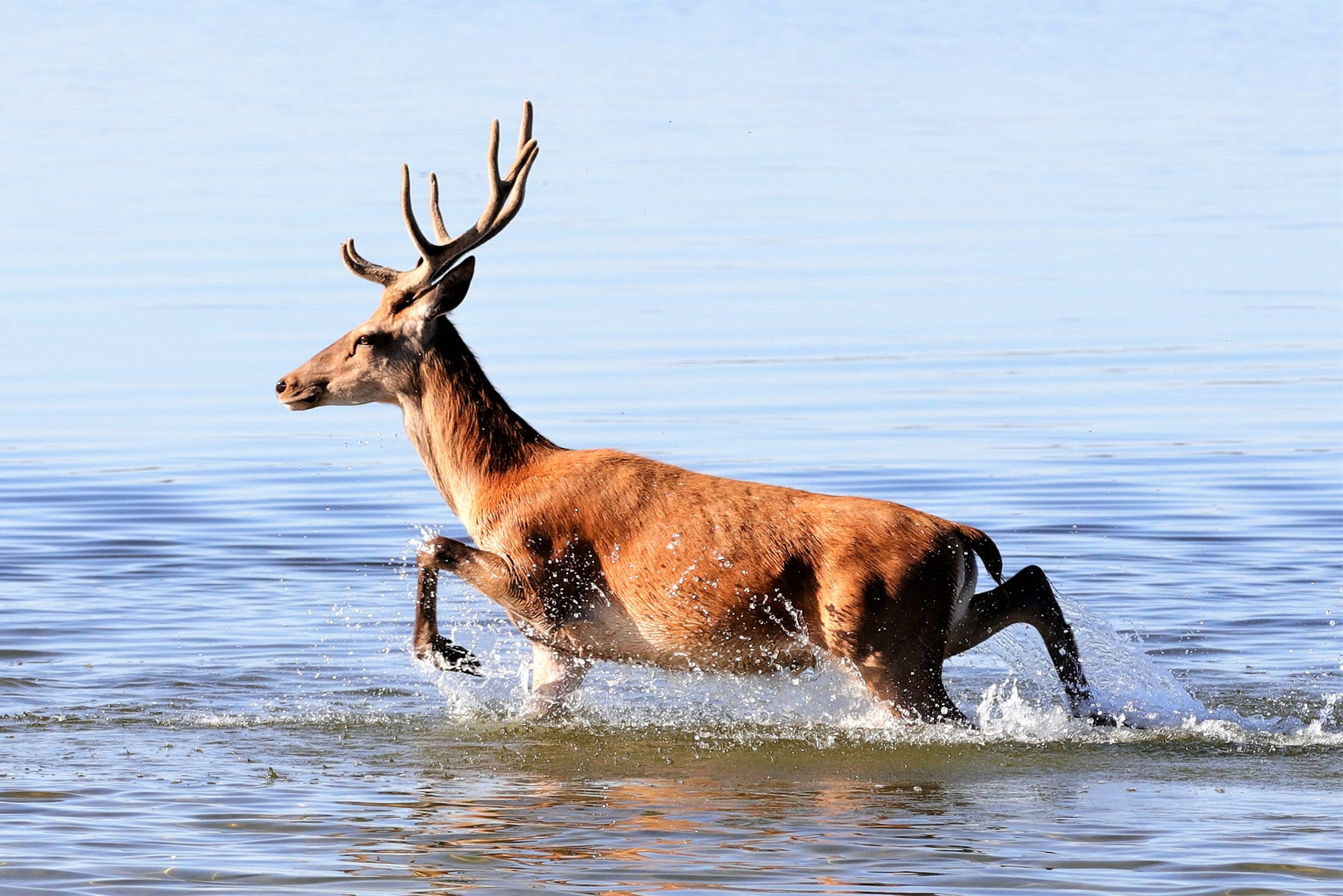 Rothirsch im Flachwasser