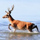 Rothirsch im Flachwasser