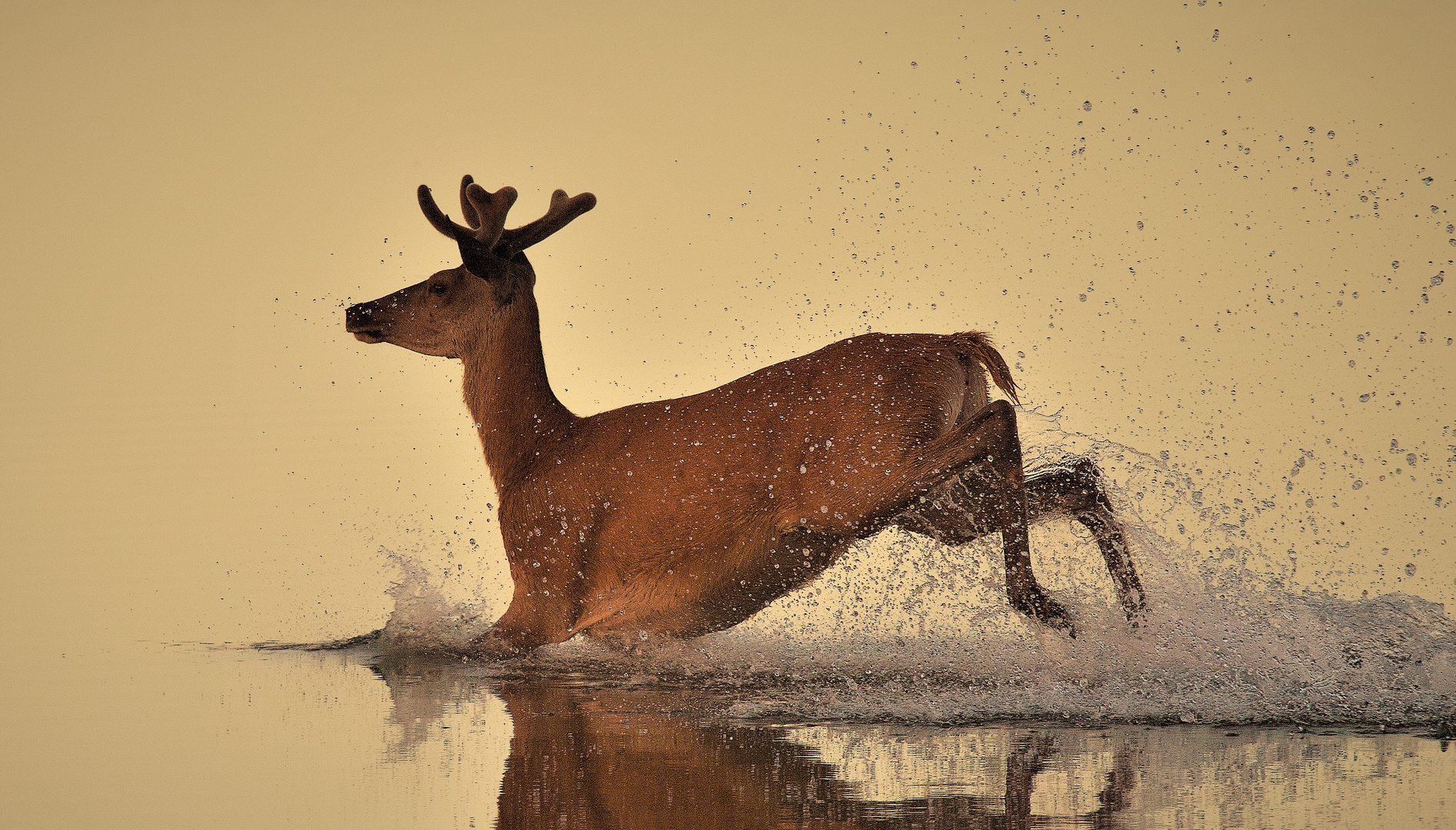 Rothirsch im Flachwasser