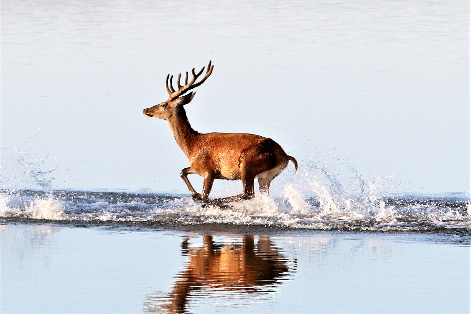 Rothirsch im Flachwasser