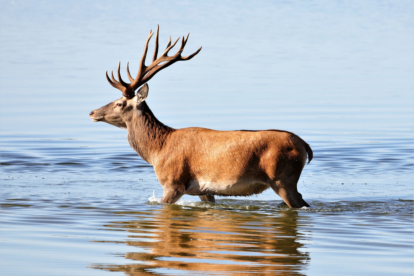 Rothirsch im Flachwasser