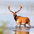 Rothirsch im Flachwasser