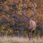 Rothirsch im Herbst