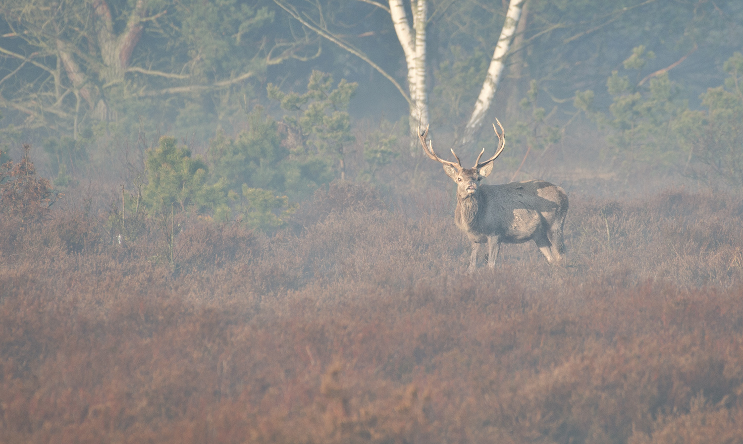 Rothirsch im Morgen Nebel