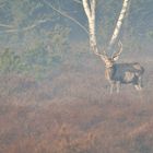 Rothirsch im Morgen Nebel