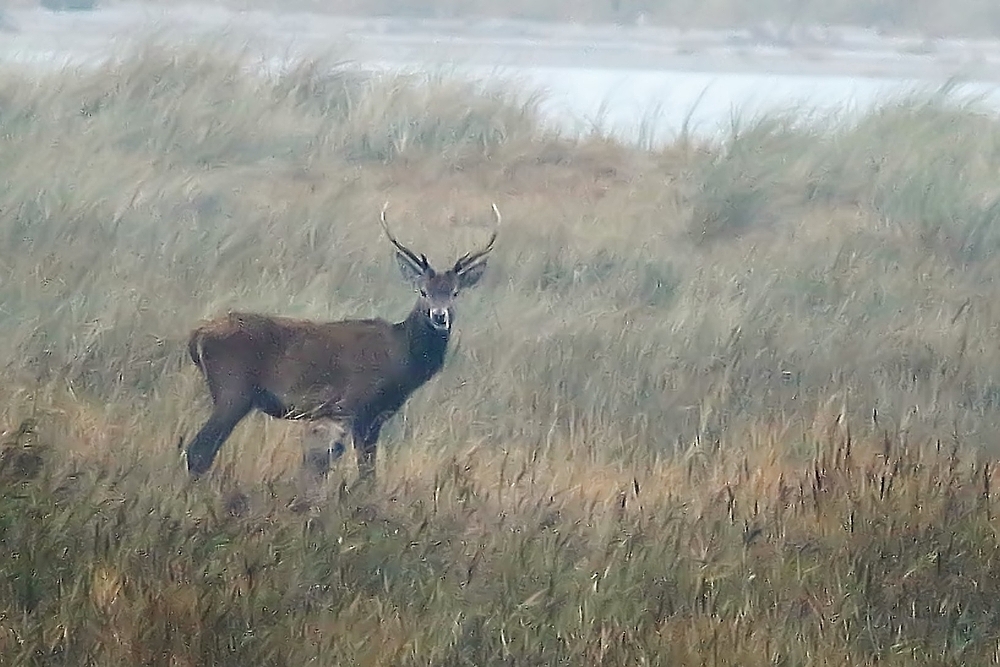 Rothirsch im Nebel