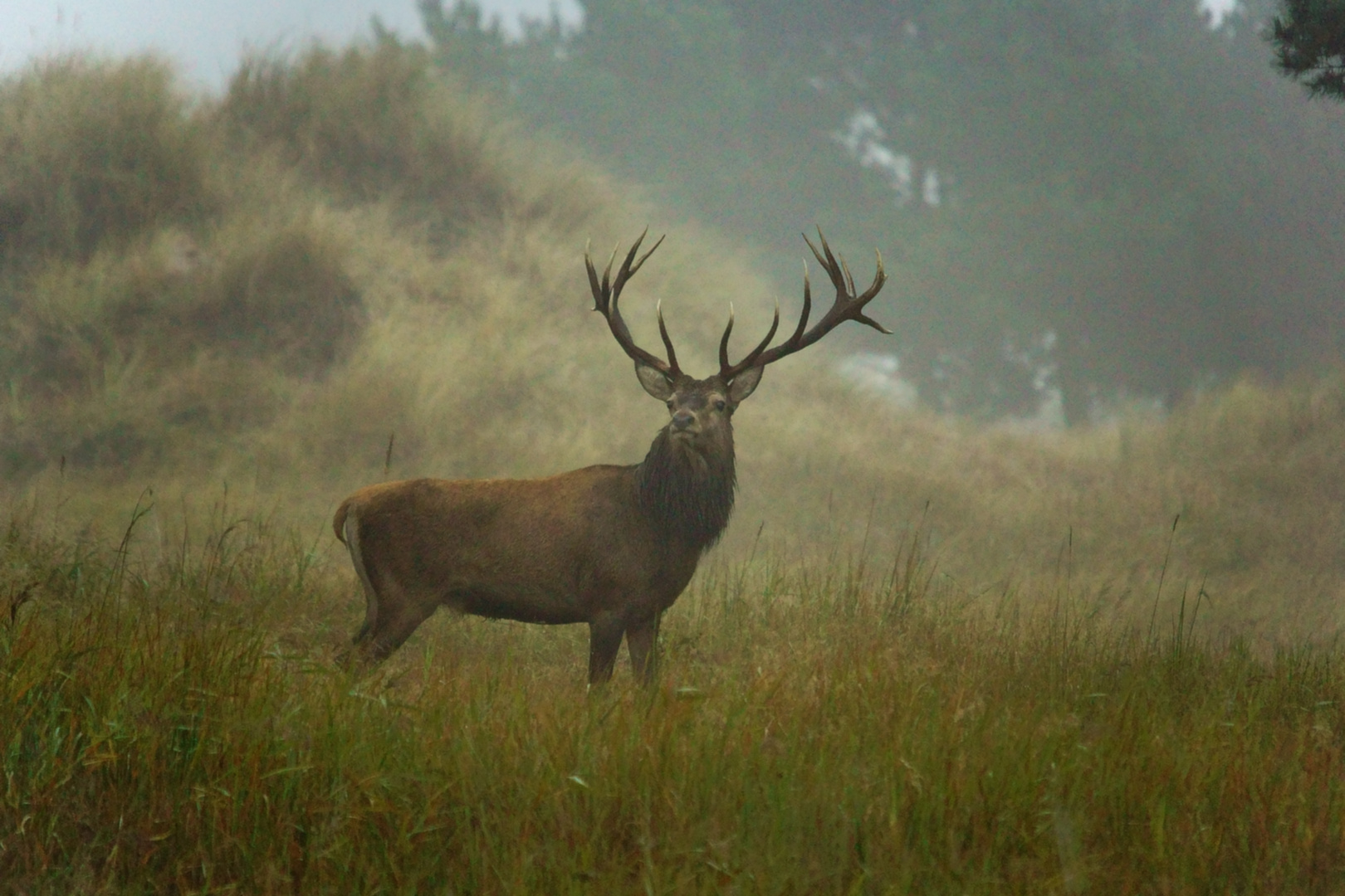 Rothirsch im Nebel