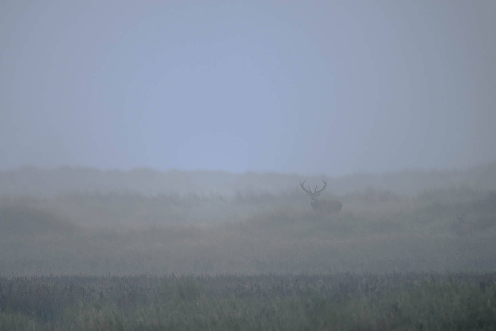 Rothirsch im Nebel