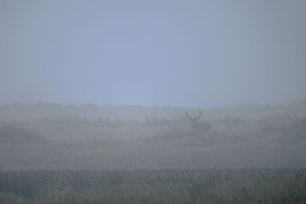 Rothirsch im Nebel